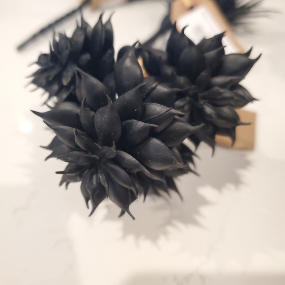 Set of 5 Black Suculants - Picture 4 of 6